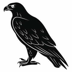Obraz premium Vector Illustration Of Back and white Hawk Silhouette – Isolated on White Background