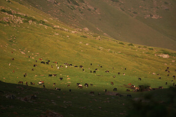 Obraz premium A large herd of cows and horses grazing on a mountainside at sunset. Pasture in the mountains of Kyrgyzstan, Central Asia