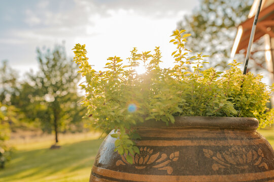 Large pot filled with oregano herb in country garden