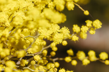 Golden Wattle Blossom in Victoria Australia