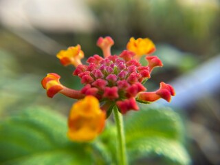 Close-up macro shot of Lantana camara flowers in vibrant orange and yellow hues, showcasing delicate textures and natural beauty in full bloom.