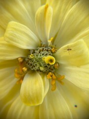 Obraz premium Macro close-up of Zinnia elegans flower in pale yellow, revealing detailed petals, central disc florets, and pollen textures.