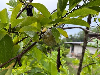 Sugar apple is a tropical fruit with a knobby skin, white flesh, sweet and fragrant taste, and many black seeds. It is a source of vitamins and minerals that are important for the body.
