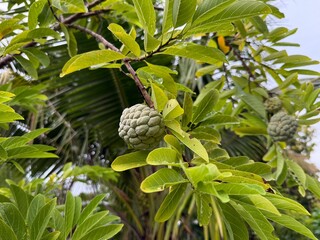 Sugar apple is a tropical fruit with a knobby skin, white flesh, sweet and fragrant taste, and many black seeds. It is a source of vitamins and minerals that are important for the body.
