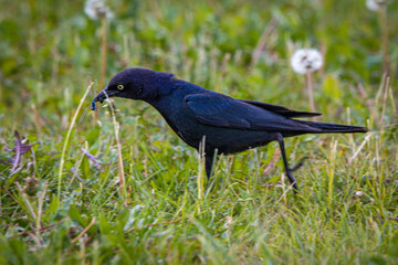 wild birds in nature