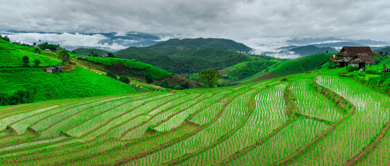 Rice Field Terrace in Pa Bong Piang, Chiang Mai, Thailand
