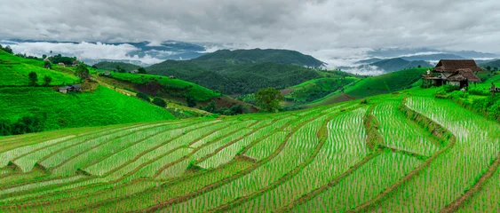 Fotobehang Rijstvelden Rice Field Terrace in Pa Bong Piang, Chiang Mai, Thailand  © voranat