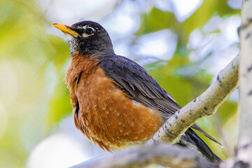 American Robin bird