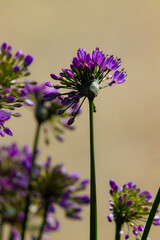 Purple flower close up