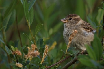 Moineau domestique sur sa branche 