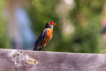 American Robin bird