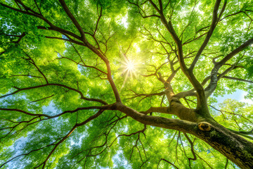 Fototapeta premium Looking up through the branches of a large tree with green leaves, sunlight shining through the canopy creating a beautiful natural pattern