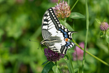 Old World Swallowtail or common yellow swallowtail (Papilio machaon) sitting on pink flower in Zurich, Switzerland
