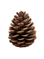 A single brown pine cone isolated on transparent background
