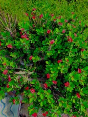 red and white flowers