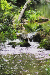 Peaceful forest stream flowing through lush tropical vegetation with ferns, fallen logs, and...