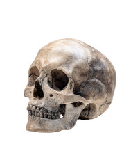 Obraz premium Human skull isolated on transparent background