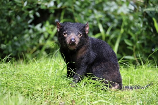 Tasmanian devil (Sarcophilus harrisii), adult, vigilant, captive, Tasmania, Australia