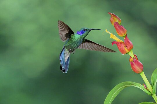 Flying Lesser violet-ear Hummingbird (Colibri cyanotus), Costa Rica
