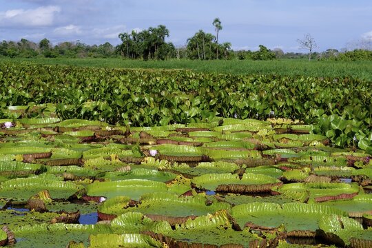Floating leaves of the giant water lily (Victoria amazonica), Amazonas state, Brazil
