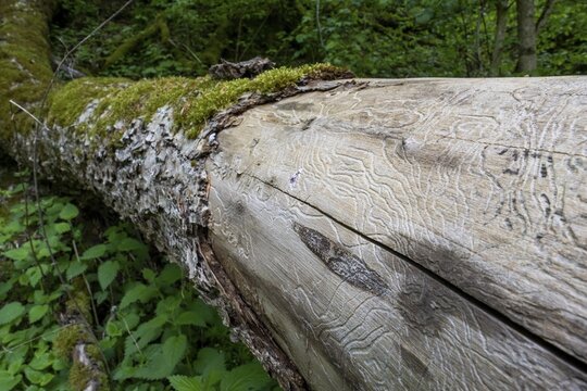 Bark beetle Frassgang, lying tree trunk, Baden-W&uuml;rttemberg, Germany