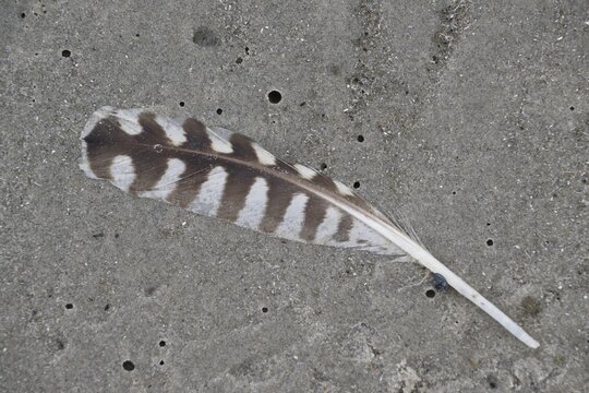 Gull feather on the beach, Langeoog, Lower Saxony, Germany