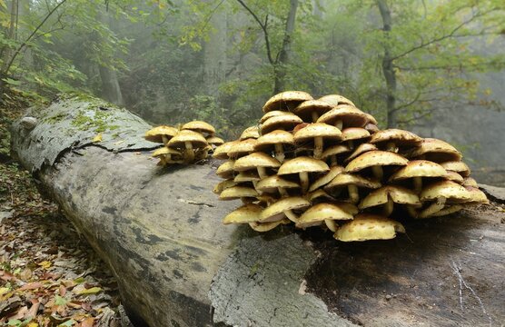 Golden scalycap (Pholiota aurivella) growing on a dead beech, Arnstein, Lower Austria, Austria, Europe