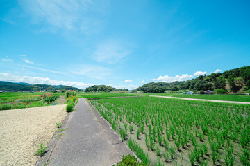 Fototapeta premium 奈良の飛鳥寺の風景