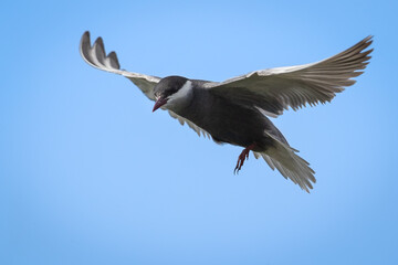 Whiskered ter flying