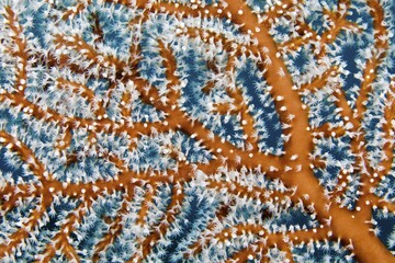Detail, branches with polyps, Menella gorgonian (Menella sp.), Pacific, Sulu Lake, Tubbataha Reef National Marine Park, Palawan Province, Philippines