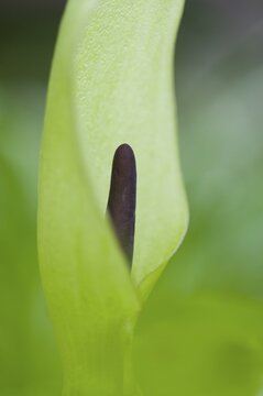 Arum (Arum maculatum)