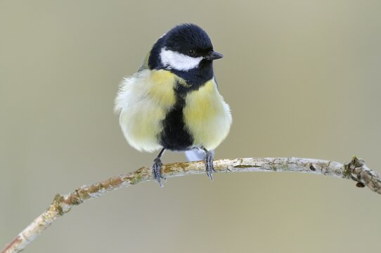 Great Tit (Parus major) perched on a branch