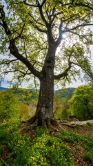 Majestic tree in a spring forest