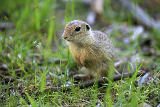 European ground squirrel (Spermophilus citellus), adult, alert, meadow, captive, Germany