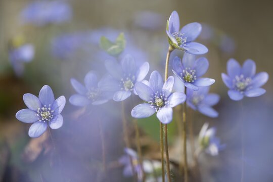 Anemone hepatica (Hepatica nobilis), Jasmund National Park, Ruegen, Mecklenburg-Western Pomerania, Germany