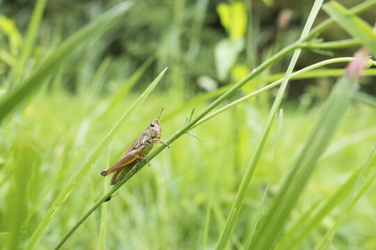 Meadow grasshopper (Chorthippus parallelus) in its habitat, Hesse, Germany