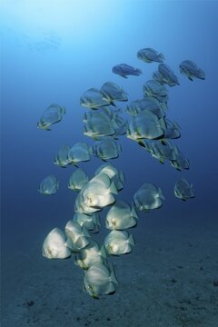 School of teira batfish (Platax teira), Sabang Beach, Puerto Galera, Mindoro, Philippines