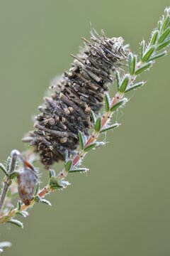Cocoon of the Hellbrauner Moor-Sacktr&auml;ger butterfly (Megalophanes viciella), Emsland, Lower Saxony, Germany