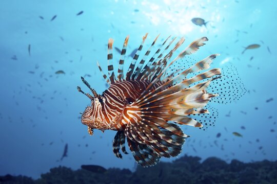 Red Lionfish (Pterois volitans) swims over coral reef in the backlight of the sun, Great Barrier Reef, Unesco World Heritage, Pacific, Australia