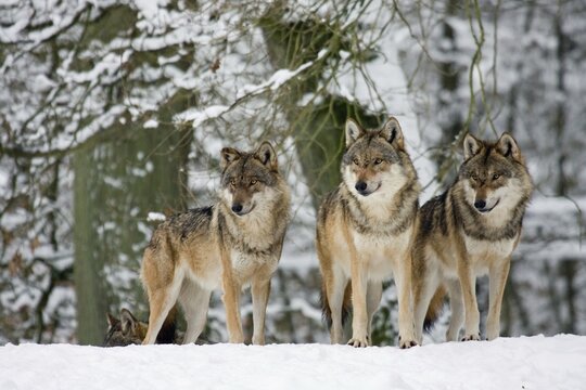 Three standing wolves (Canis lupus) in the snow, captive, Germany