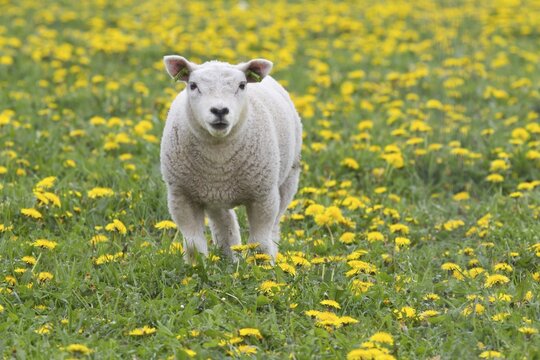 Lamb (Ovis orientalis aries) standing in dandelion meadow, Texel, The Netherlands