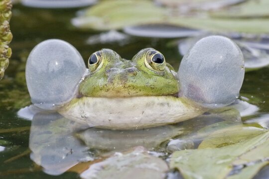 Common Water Frog (Rana esculenta) with vocal sacs, Hesse, Germany