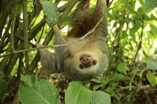 Hoffmann's two-toed sloth (Choloepus hoffmanni), hanging upside down in a tree, La Fortuna, Costa Rica, Central America