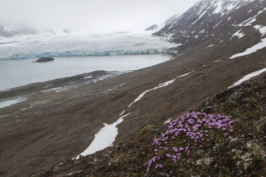 Red purple saxifrage (Saxifraga oppositifolia), St. Jonsfjorden, Spitsbergen, Norway