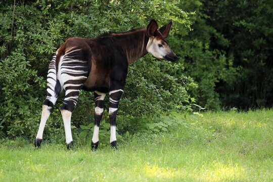 Okapi (Okapia johnstoni), adult, foraging, captive