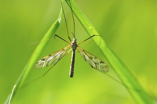 Crane fly (Tipula oleracea) on grass
