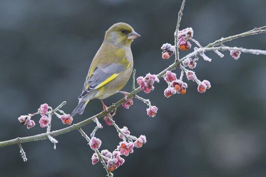 Greenfinch (Carduelis chloris)