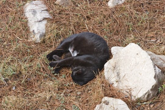 Famous stray cats of Rome, Area Sacra del Largo Torre Argentina, Rome, Italy, Europe