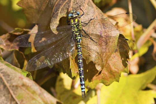 Common Hawker or Sedge Darner (Aeshna juncea)