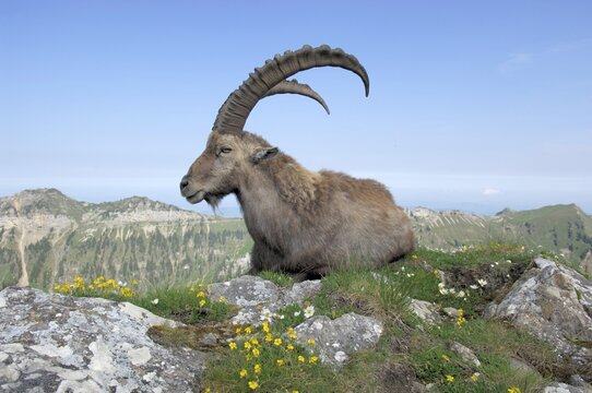Alpine Ibex (Capra ibex) sitting in spring flowers, the Bernes Alps in the background, Bern, Switzerland